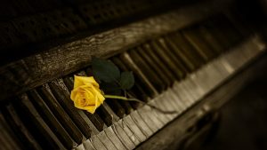 piano, rose flower, rose